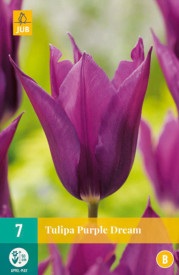 Tulipán Purple Dream (7)