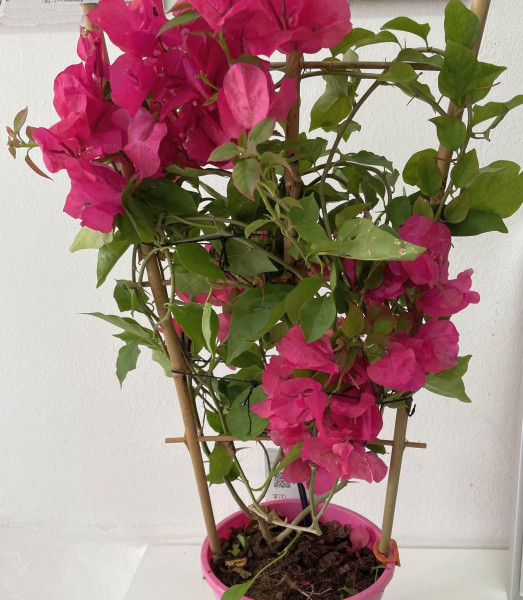 Bougainvillea-viacfarebná