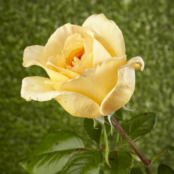 Arthur Bell čajová ruža v kontajneri