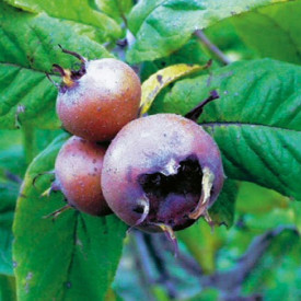 Mišpuľa s voľným koreňom