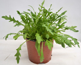 Rukola siata