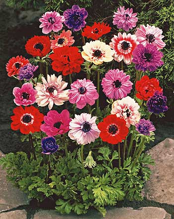 Veternica St. Brigid (15)