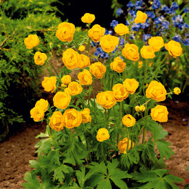 Žltohlav čínsky "Goldkönigin" (1)