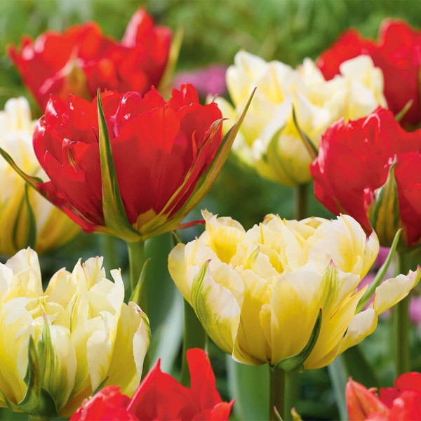 Zmes tulipánov Sweet & Love Valley (6)