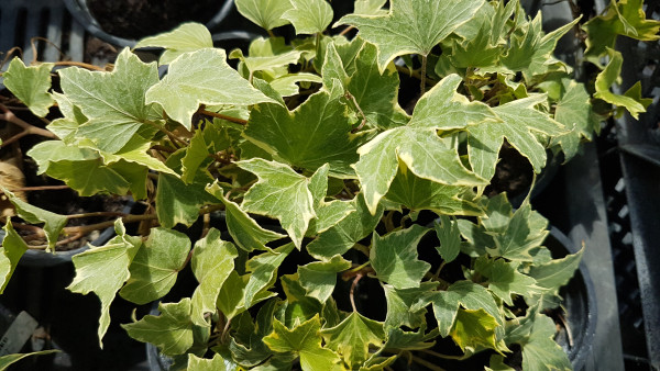 Brečtan popínavý Glacier (3)