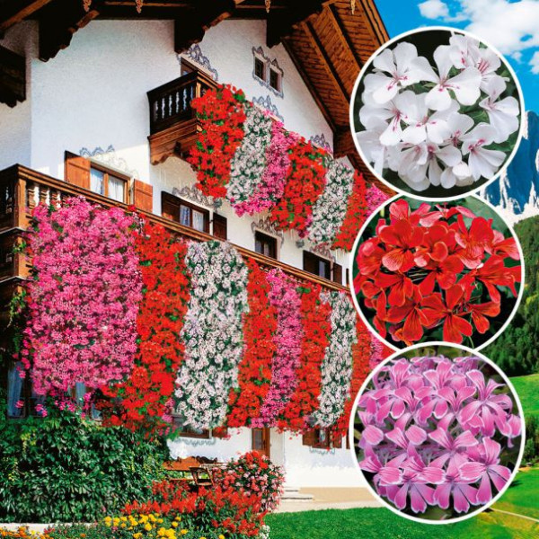 Muškáty 3 Tirolský oheň, 3 Stellena ružová, 3 Alpina biela