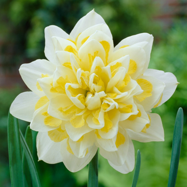 Plnokvetý narcis 'Irene Copeland'