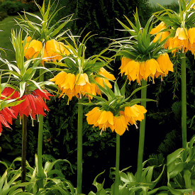 Korunkovka kráľovská žltá, (1)