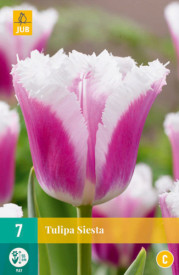 Tulipán Siesta (7)