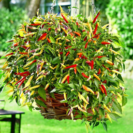 Paprika štiplavá Hot Red (2)