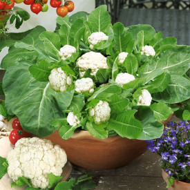 Multiflora mini karfiol (5)