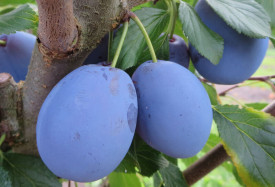 Haroma, slivka s voľným koreňom