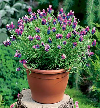 Levandula ´Papillon´
