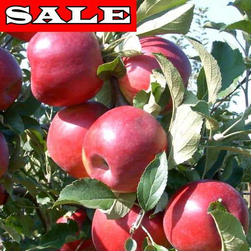 Jonathan jabloň s voľným koreňom