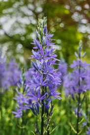 Ladoník Leichtlinov (2)