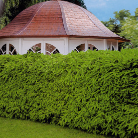 Živý plot z ihličnanu (10)