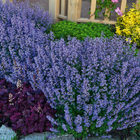 Kocúrnik Faassenov, veľký črepník
