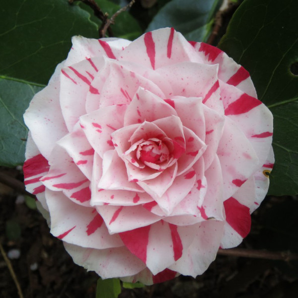 Kamélia japonská 'Bonomiana'