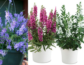 Angelonia 1 Blue, 1 Pink, 1 White