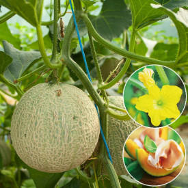 Mini Honig melón