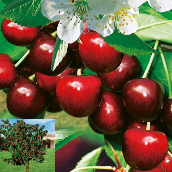 Carmen čerešňa s voľným koreňom