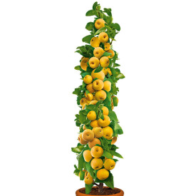 Stĺpovitá nashi hruška 'Prosecco' 