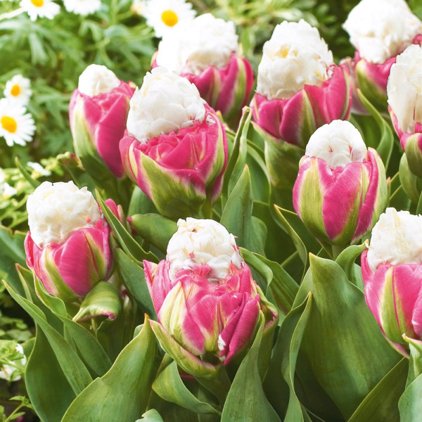 Ice Cream tulipány (5)