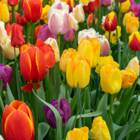 Funfair tulipán mix (10)