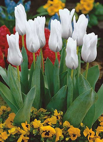 Biely cisársky tulipán (5)