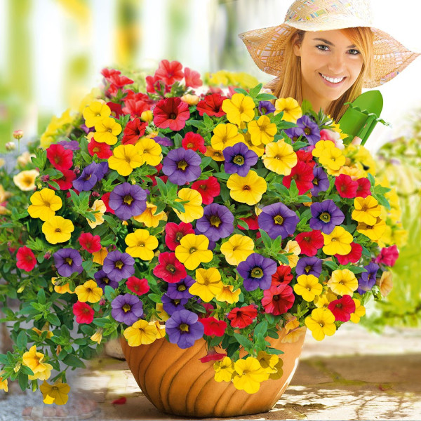 Mini Vista Karneval petúnia