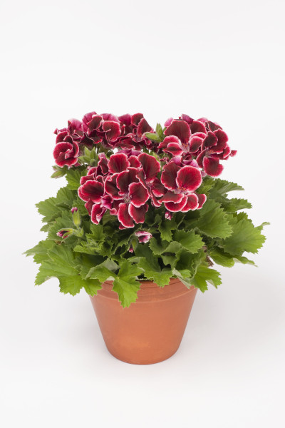 Aristo muškát Red Beauty