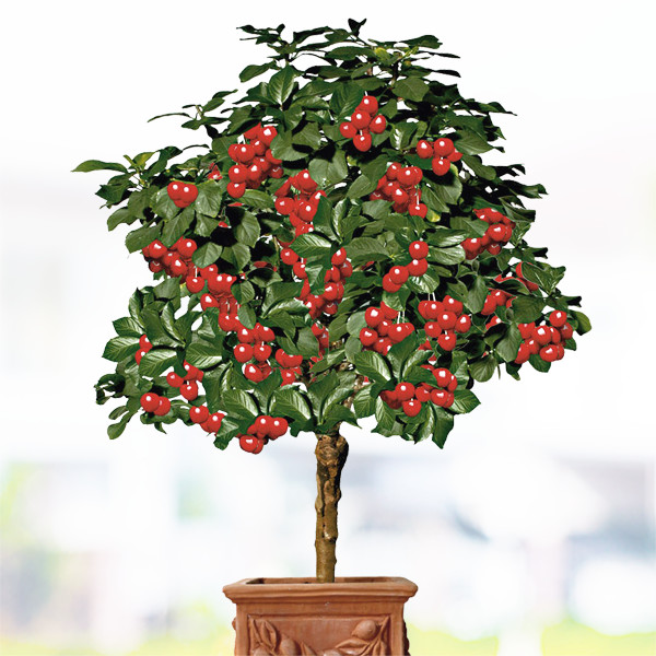 Nizke Ovocne Stromy (Fruit Trees, raná zralost, střední zralost, ovocné stromy) Nizke Ovocne Stromy