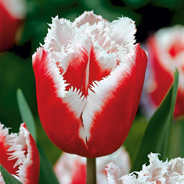 Tulipán New Santa