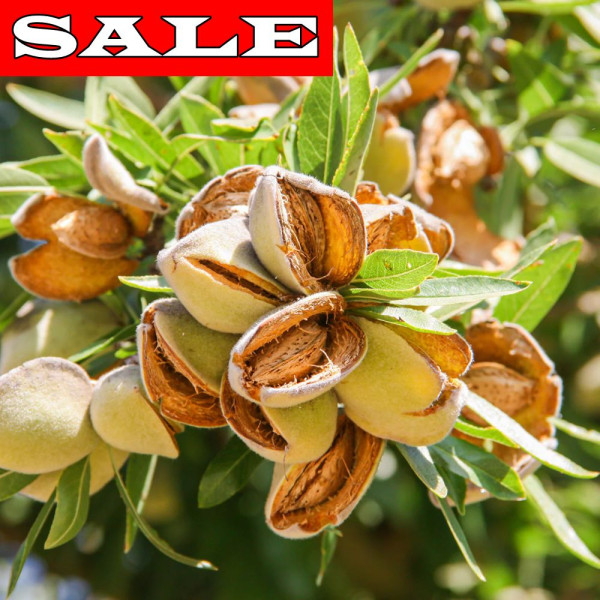 Mandľovník Tuono s voľným koreňom