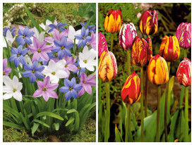 Ipheion Mix - Jarná hviezda a Rembrandt tulipán