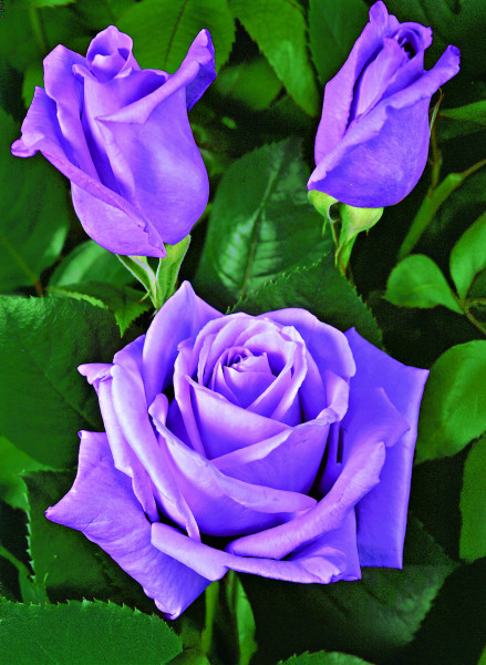 Eminence fialová čajová ruža