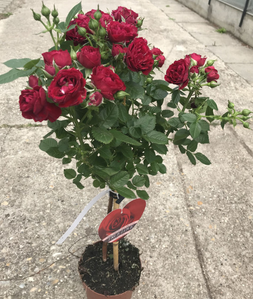 Kmeňová ruža bordová