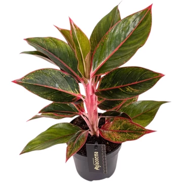 Aglaonema, čínsky evergreen