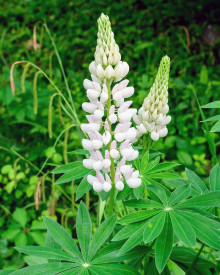 Lupina mnoholistá, biela