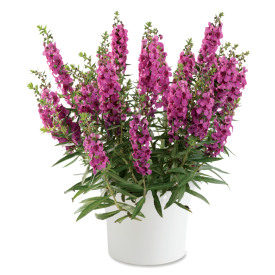 Angelonia Pink