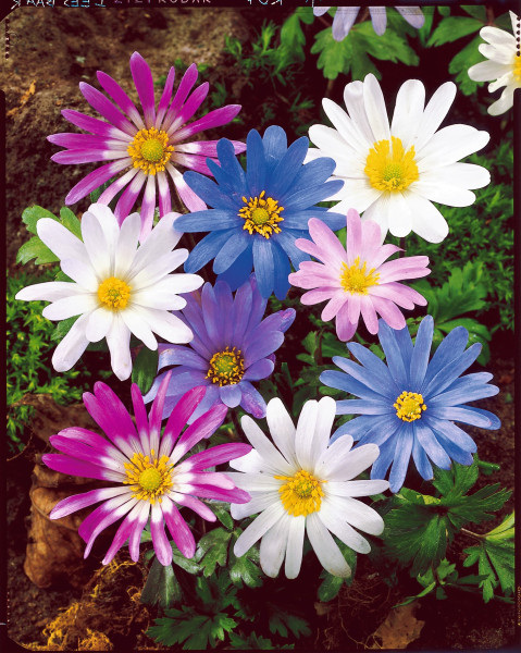 Veternica vznešená (15)