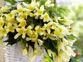 Begónia Beauvilia, žltá (1)