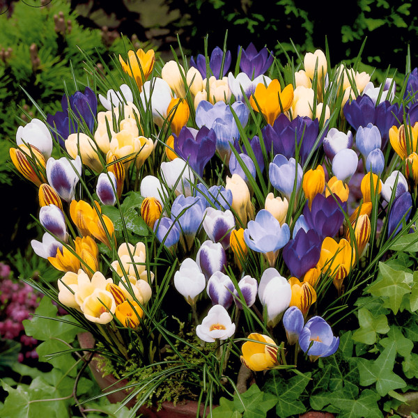 Botanický krokus – zmes farieb
