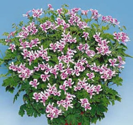 Voňavý muškát Citronella (3)