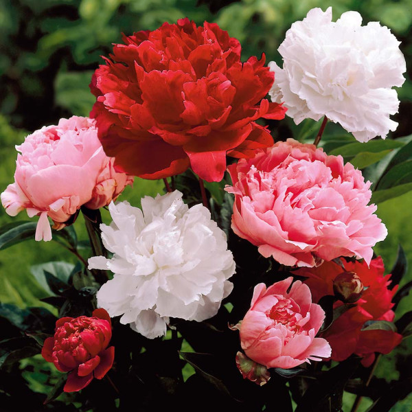 Pivonky zmes farieb (3)