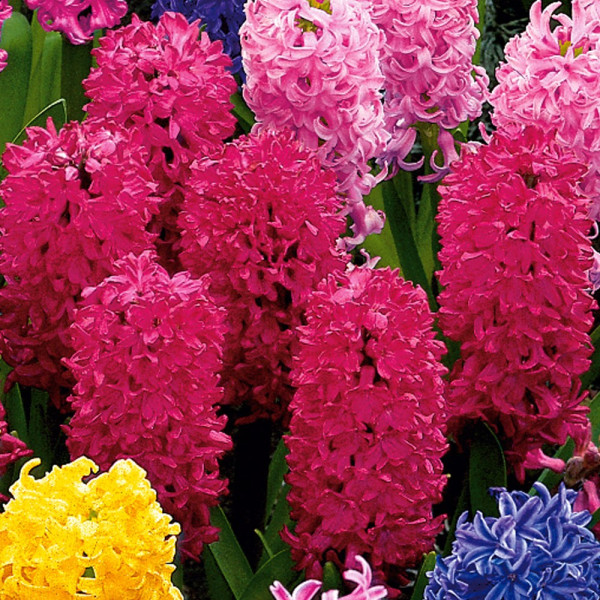 Voňavé hyacinty tmavočervené