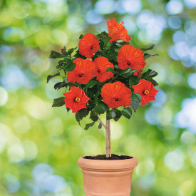 Ibištek kmeňový, červený