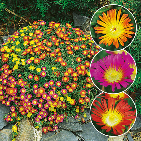 Delosperma (9)