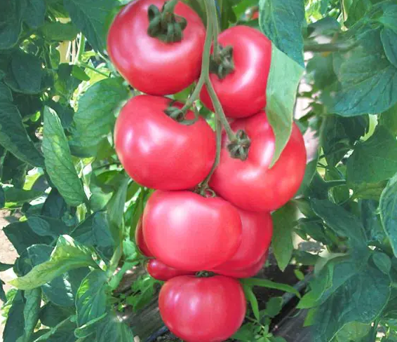 Paradajky Honey Moon