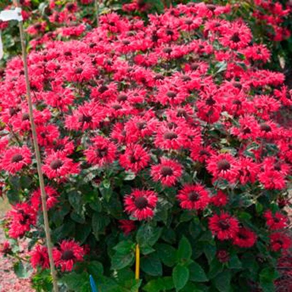 Monarda podvojná (1)